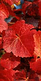Autumn Leaves Adaptive - GIF
