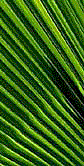 Green Leaf - GIF