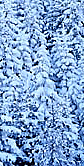Winter Trees Adaptive - GIF